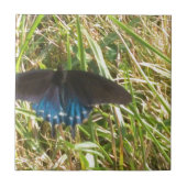 青蝶 タイル (正面)