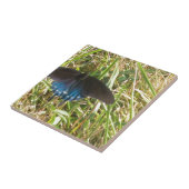 青蝶 タイル (側面)