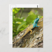 青頂点に達されたトカゲCalotes Mystaceus ポストカード (正面/裏面)