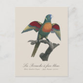 青顔インコ ポストカード (正面)