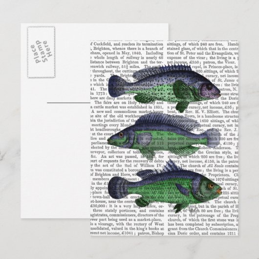 青魚トリオ ポストカード (正面/裏面)