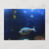 青黄熱帯魚 ポストカード (正面)
