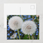 青、キンポウゲ、植物、タンポポ、草原、白 ポストカード (正面/裏面)