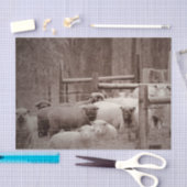 静かで休む羊の群れをティッシュペーパー 薄葉紙 (クラフト)