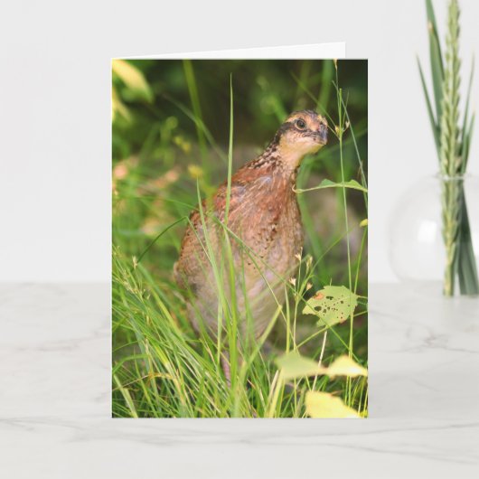 静かなうずらがブラシから飛び出す カード (正面)