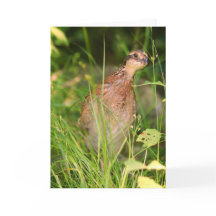 静かなうずらがブラシから飛び出す