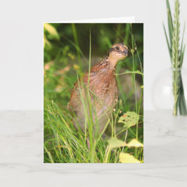 静かなうずらがブラシから飛び出す カード