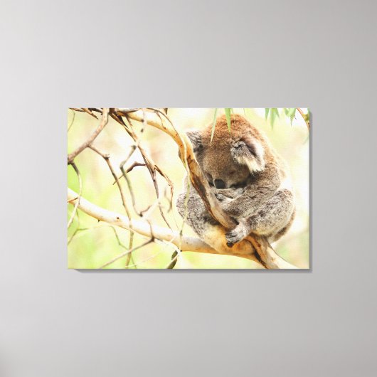 静かなコアラ24x36 キャンバスプリント (正面)