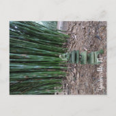 静かな反射 ポストカード (正面)