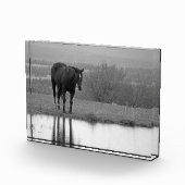 静かな反射～馬の写真ブロック フォトブロック (右)