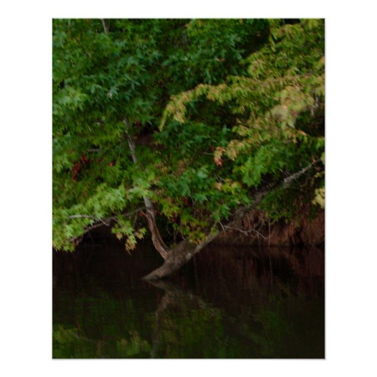 静かな川辺の樹木の風景 ポスター (正面)