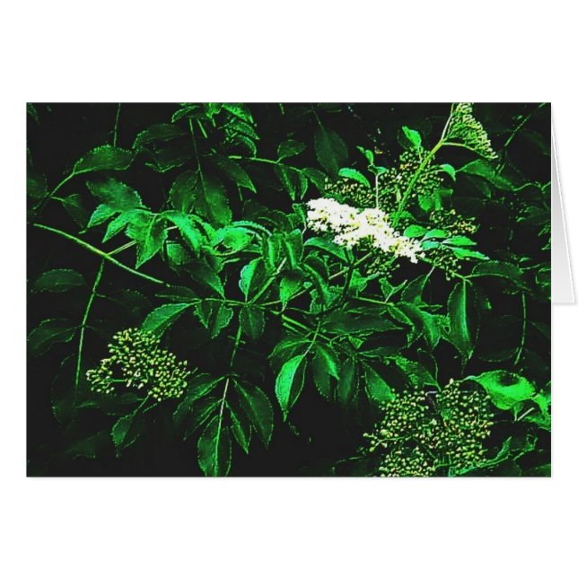 静かな平静 (正面横)