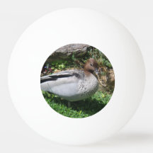 静かな庭のオーストラリアガモ