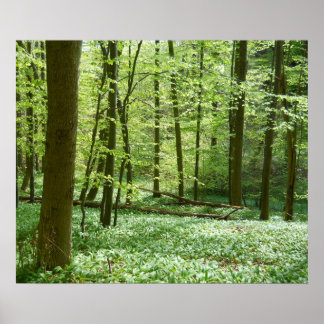 静かな森林ポスター ポスター