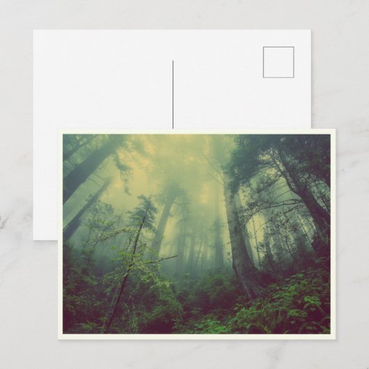 静かな森 ポストカード (正面/裏面)