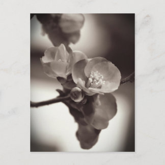 静かな美しい ポストカード