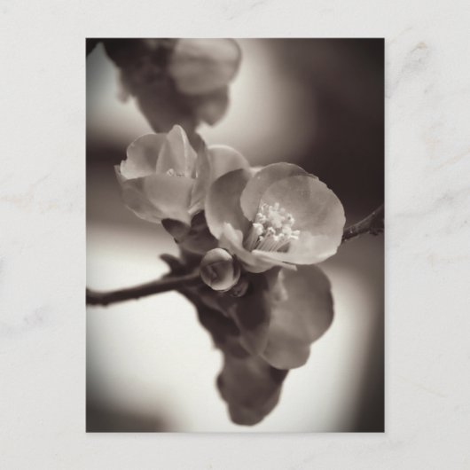 静かな美しい ポストカード (正面)