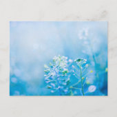静かな青い野の花の自然はがき ポストカード (正面)