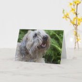 静かに上塗を施してあるWheatenテリアのバースデー・カード カード (黄色い花)