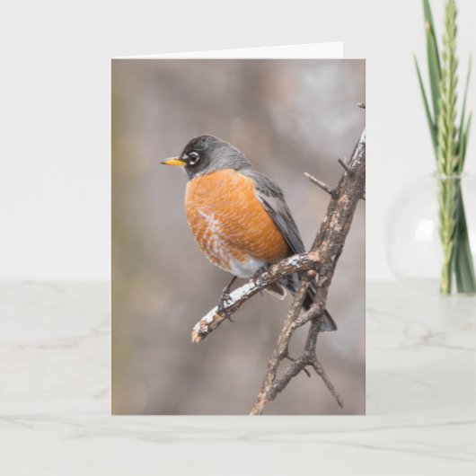 静か疑問に思空白のGREETING CARD Robin カード (正面)