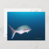 静岡県西泉町市 ポストカード (正面/裏面)