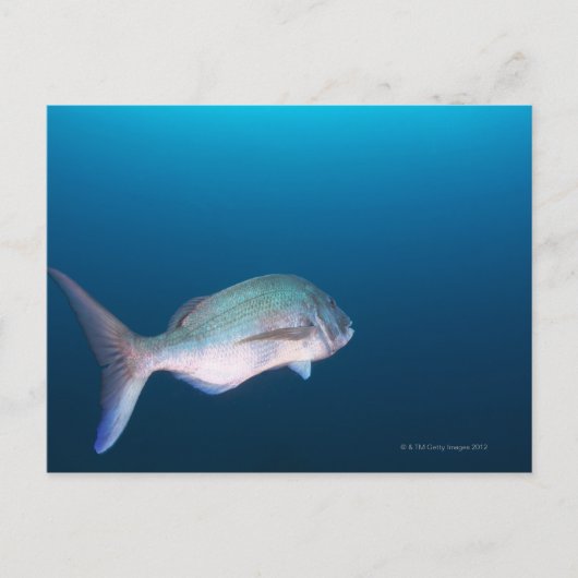 静岡県西泉町市 ポストカード (正面)