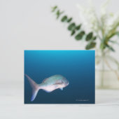 静岡県西泉町市 ポストカード (スタンド正面)