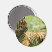 静止タイガー磁石 マグネット (正面/裏面)