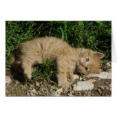 静止虎猫ベビー (正面横)