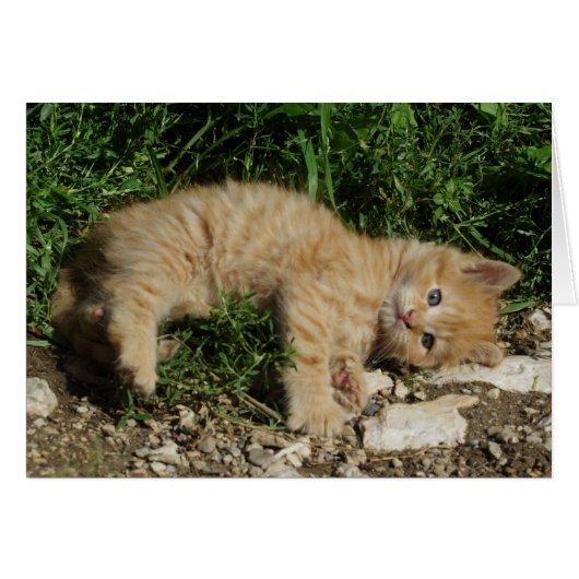 静止虎猫ベビー (正面横)