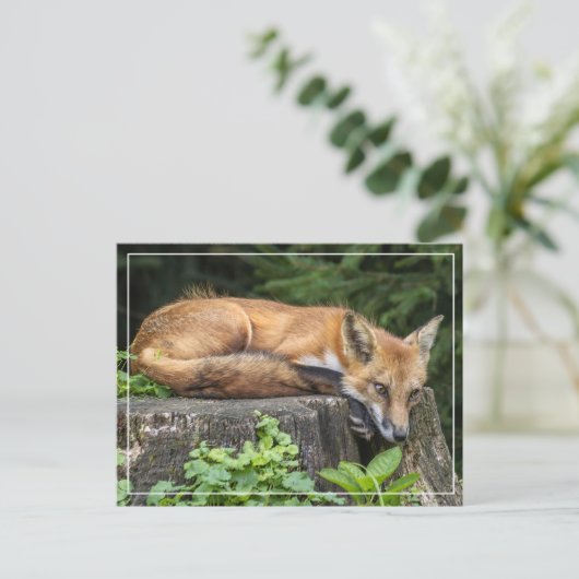 静止赤キツネ ポストカード (スタンド正面)