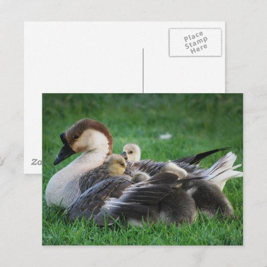 静止 ポストカード (正面/裏面)