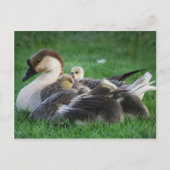 静止 ポストカード (正面)