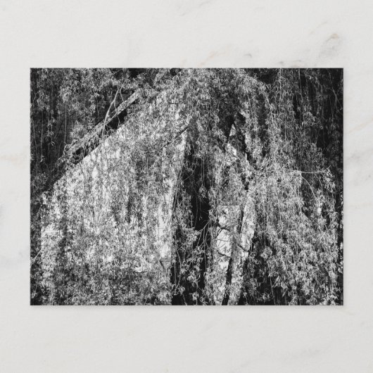 静物家庭 シーズンポストカード (正面)