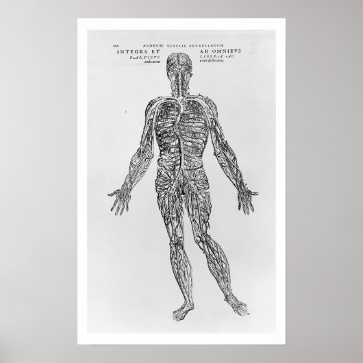 静脈・動脈系(b/wプリント) ポスター (正面)
