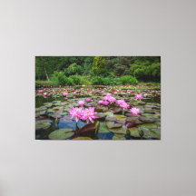 静謐な反射：ピンクの睡蓮