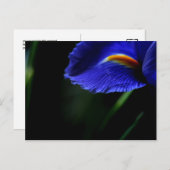非一般的に美しい葉書(アイリス) ポストカード (正面/裏面)