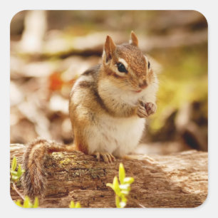 非常にかわいいシマリス スクエアシール