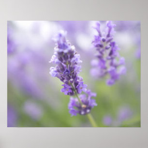 非常にのラベンダーの花のマクロイメージ ポスター