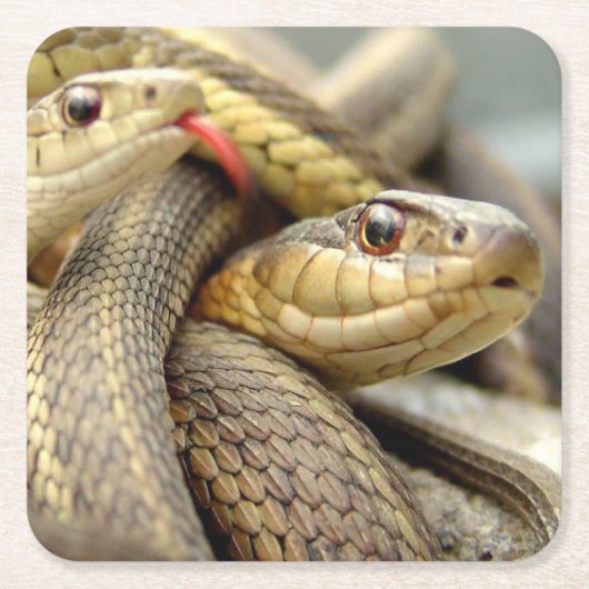 非常にクールヘビのコースターセット スクエアペーパーコースター (正面)