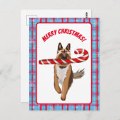 非常にドイツの羊飼いのキャンディーケーンクリスマス ポストカード (正面/裏面)