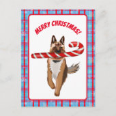 非常にドイツの羊飼いのキャンディーケーンクリスマス ポストカード (正面)