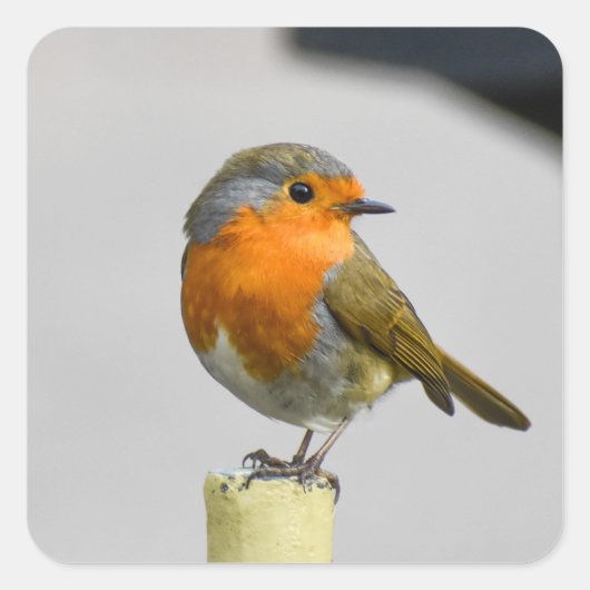 非常にロビン素晴らしグの スクエアシール (正面)