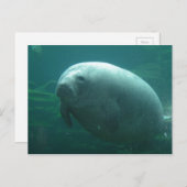 非常に丸いマナティーとニース顔 ポストカード (正面/裏面)