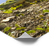 非常に大きなアリゲーターパノラマポスター ポスター (角)