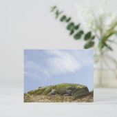 非常に大きなアリゲーターポストカード ポストカード (スタンド正面)