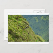 非常に急な丘の斜面のヤギ ポストカード (正面/裏面)