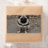 非常に深刻なパグ ラベル (インサイチュ)