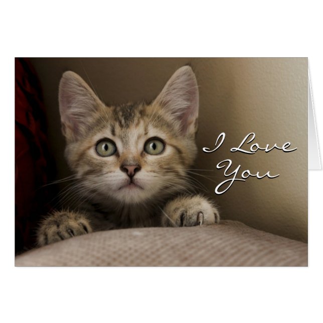 非常に甘い虎猫の子ネコ (正面横)