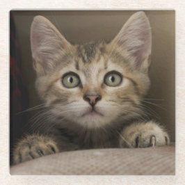 非常に甘い虎猫の子ネコ ガラスコースター